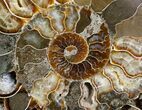 Huge Wide Cleoniceras Ammonite (Half) #6407-3